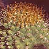 Gymnocalycium pflanzii zegarrae RCB358 Perez, Mairana, Bolivia, 1380m alt.jpg